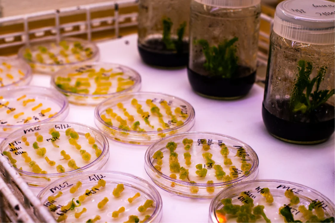 Green chemistry for sustainability