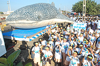 whaleshark.jpg